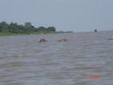 Hippos in Lake Victoria